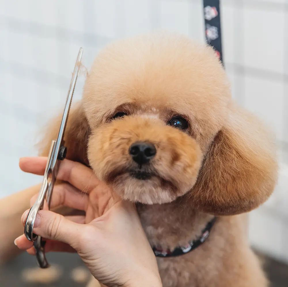 송도 애견 미용실 인테리어