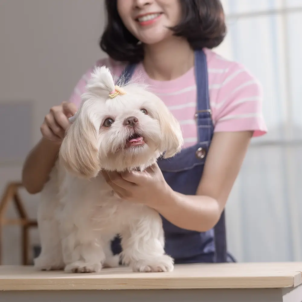 청라 애견 미용실 인테리어