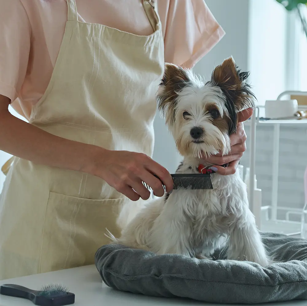 송도 애견 미용실 인테리어